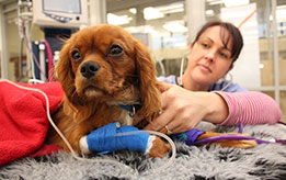 Massey University vet examining a dog