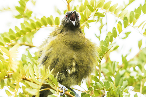 Bellbird singing