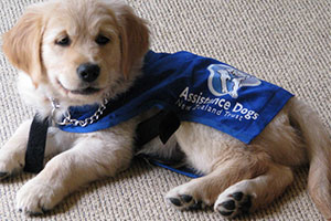 Golden Labrador puppy training to be a guide dog