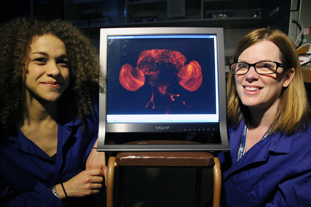 Two fundamental scientists with microscopic view of fruit fly on screen