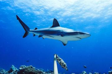 Global study raises grave concerns for reef sharks 